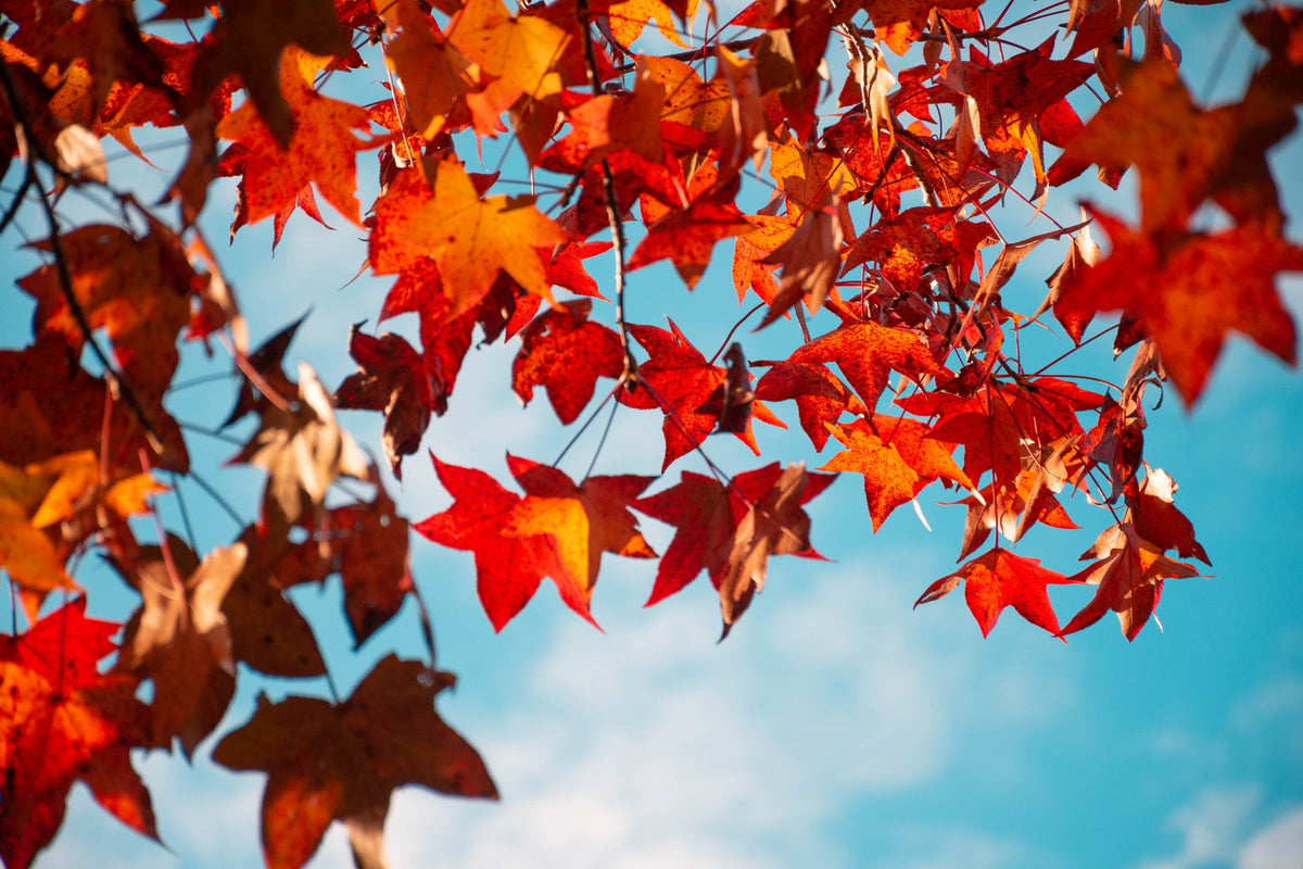 5 reasons why autumn is the best time for camping